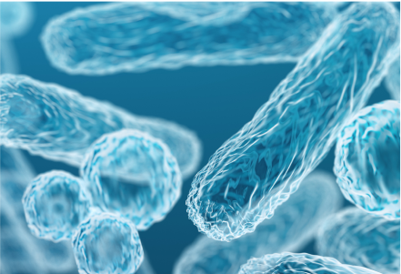 ヒト由来乳酸菌（エンテロコッカスフェカリス）